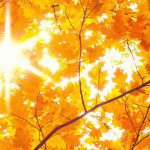 Herbst bg