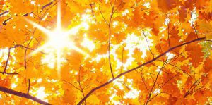 Herbst bg