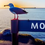 ostsee ostfriesland möwe