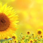 sonnenblumen