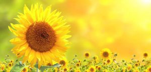 sonnenblumen